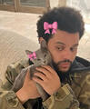 the weeknd